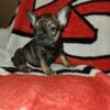 AKC French Bulldog Puppies