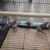 Zebra Finches for sale