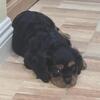 Adorable male Cavalier King Charles Spaniel puppy 