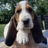 Basset Hound 
