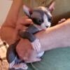 Sphynx kittens for sale