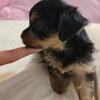 4 week old female Yorkie puppy available