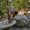 Cadhl wooly female Siberian Husky 