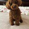 TINY TOY POODLE STUD