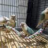 Baby Green Cheek Conure Color Mutations