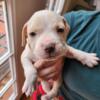 Pit bull puppies looking for forever home!