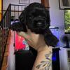 Cocker spaniel Puppies 