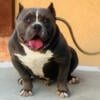 American Bully For Sale