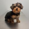 Sweet adorable Yorkie pup for sale