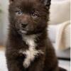 Beautiful Pomsky Puppies!!