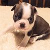 Akc Boston Terriers pups,