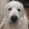 AKC OFA Certified Great Pyr for Stud