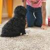 Toy Poodle Puppy