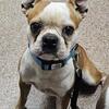 Boston Terrier male dog