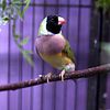 Gouldian Finches NY/NJ/CT delivery Single hens available