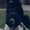 $750!Male intact 3 year old female intact 4 years old  Newfoundland