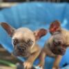 Male French bulldog puppy