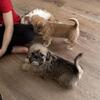 Shihtzu Mix Puppies