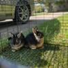 Male & Female Netherland Dwarf Rabbits