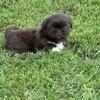 Shih Tzu chocolate female puppies