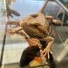 Male Bearded Dragon only for rehome