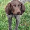 AKC Registered 8 Month Old Female German Short-Hair Pointer - Spayed