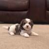 Cavapoo Puppies