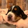 basset hound pups Litter A.