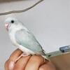 Pacific parrotlet 