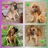 AKC Bloodhound Puppies