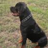 AKC 9 month German Rottweiler 