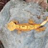 Crested Geckos red, Lilly white, portholes, harlequin