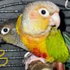 REDUCED! Must go! Green Cheek Conure Breeders!