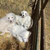 LGD puppies