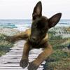 Belgian Malinois Female Puppy For Sale in LOS ANGELES, CA USA