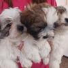 Shih Tzu puppies ready for new home