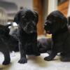 Mastadors puppies available