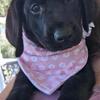(F) AKC Labrador Retreiver Puppy