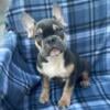 French bulldog puppy