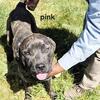 Cane Corso puppies