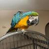 2 year old Blue & Gold Macaw female