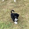 Waverly AKC Black & Silver Fox Portuguese Water Dog