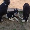 Curly, border collie, female