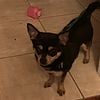 Looking for tiny AKC chihuahua stud