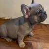 Akc French Bulldog puppies (valentines day gift