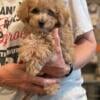 AKC Small Miniature Poodles