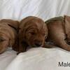 AKC Dark/Red Golden Retriever Males