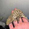 Leachie gecko babies