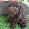 Chipoo puppies