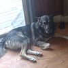 German Shepherd Mix in need of new home